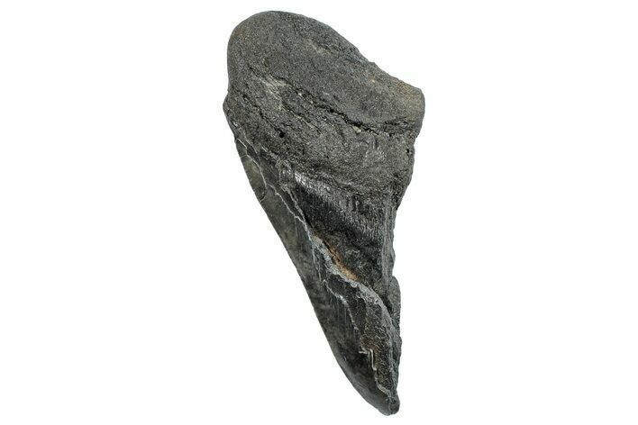 Partial Fossil Megalodon Tooth - South Carolina #272586